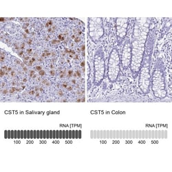 Cystatin D/Cst5 Antibody, Novus Biologicals 0.1mL; Unlabeled:Antibodies,